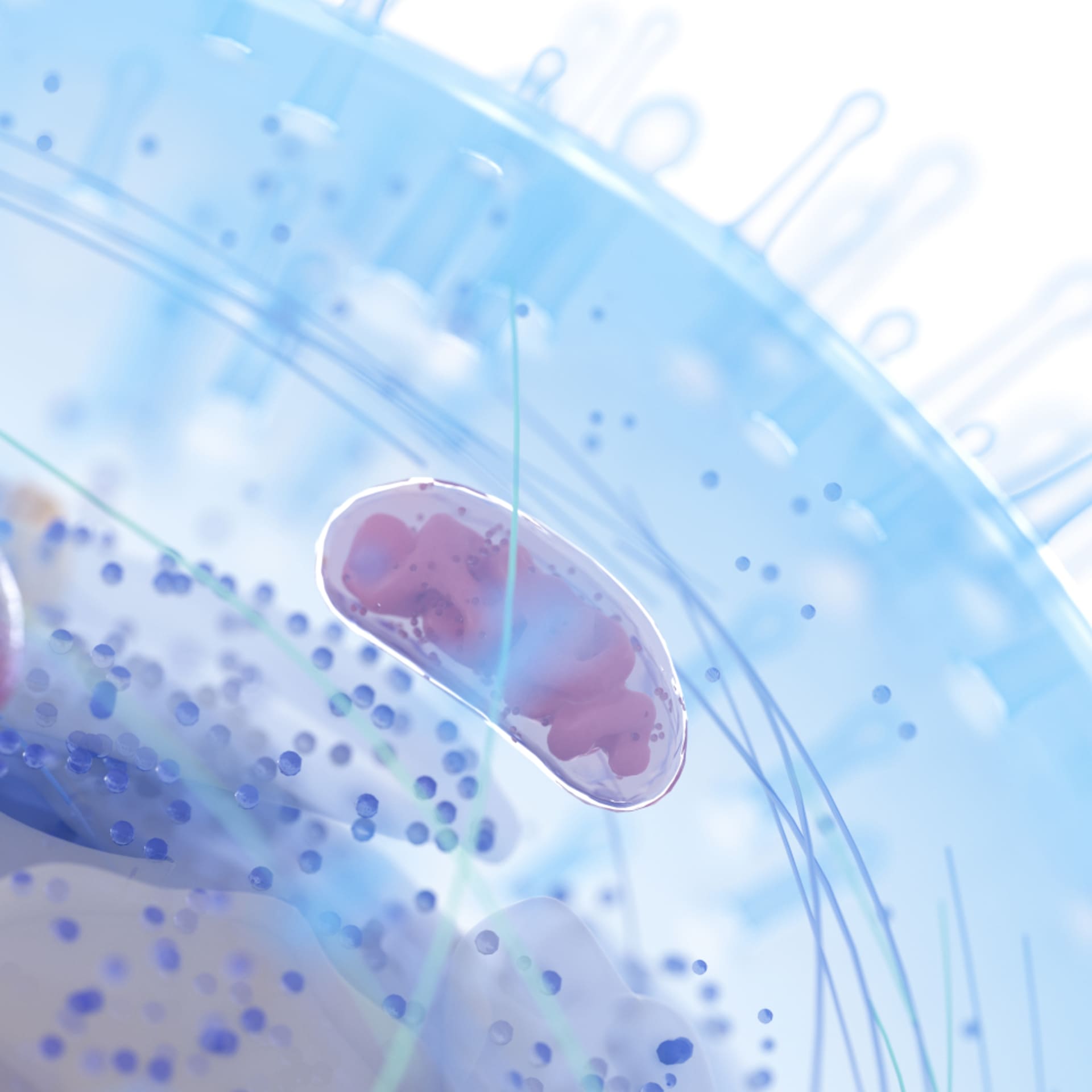 Donazione di mitocondri e trasferimento pronucleare